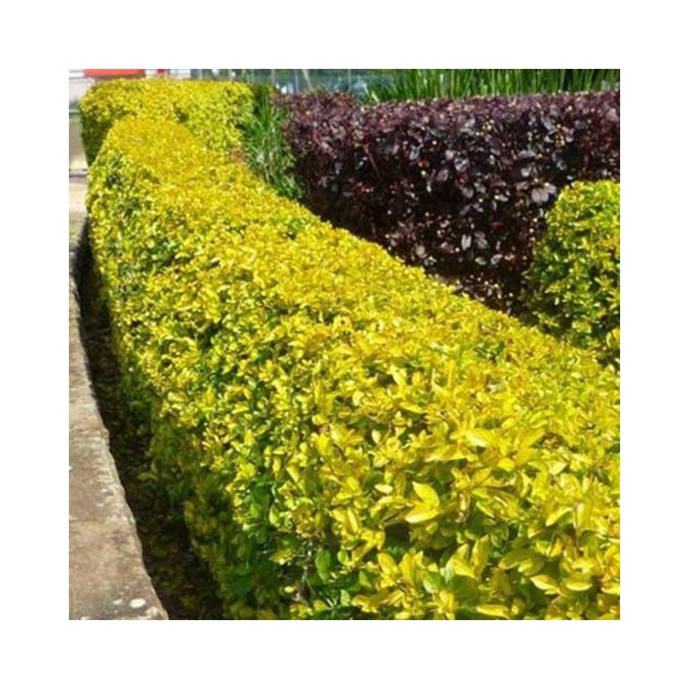 Buy Golden Duranta Golden Hedge Plant Online at lowest price