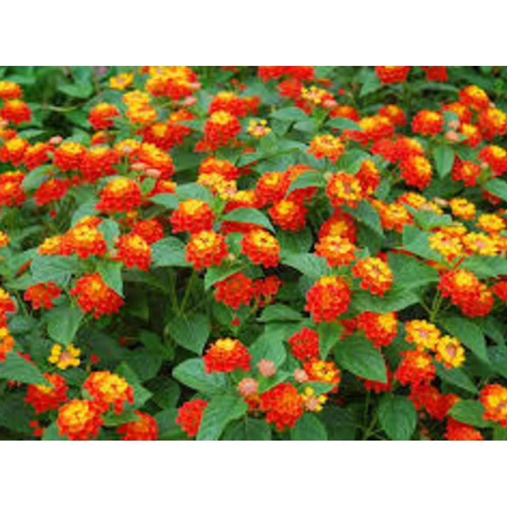 Buy Lantana Plant Online at lowest price, Buy Flower at lowest price