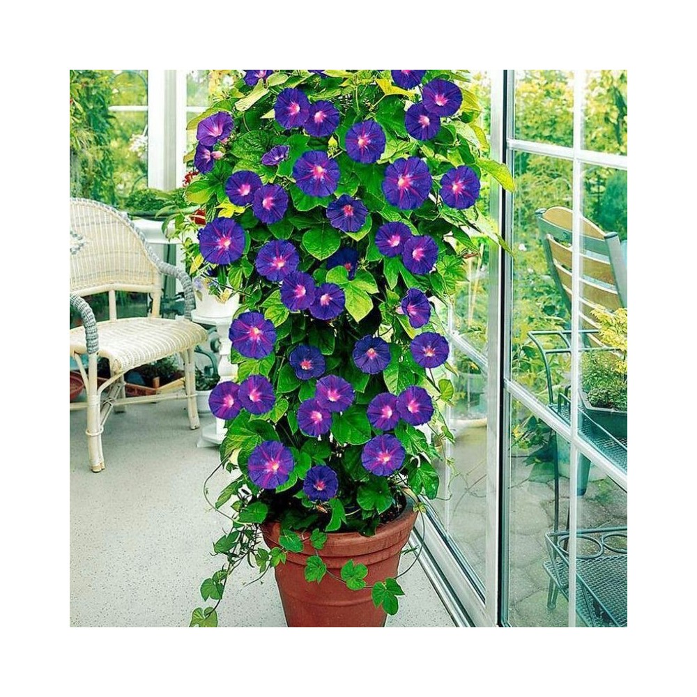 Buy Morning Glory Plant Online at lowest price