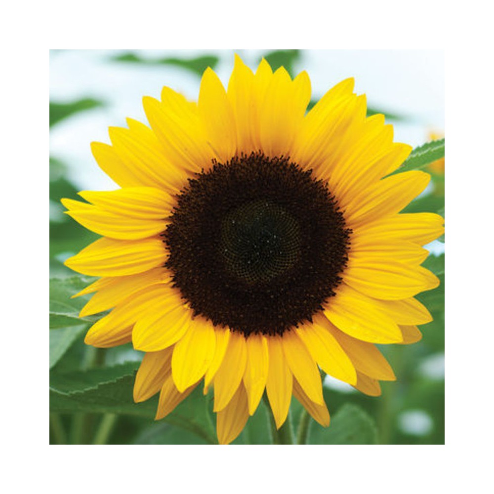 Buy SunFlower Plant Online at lowest price Inspiring