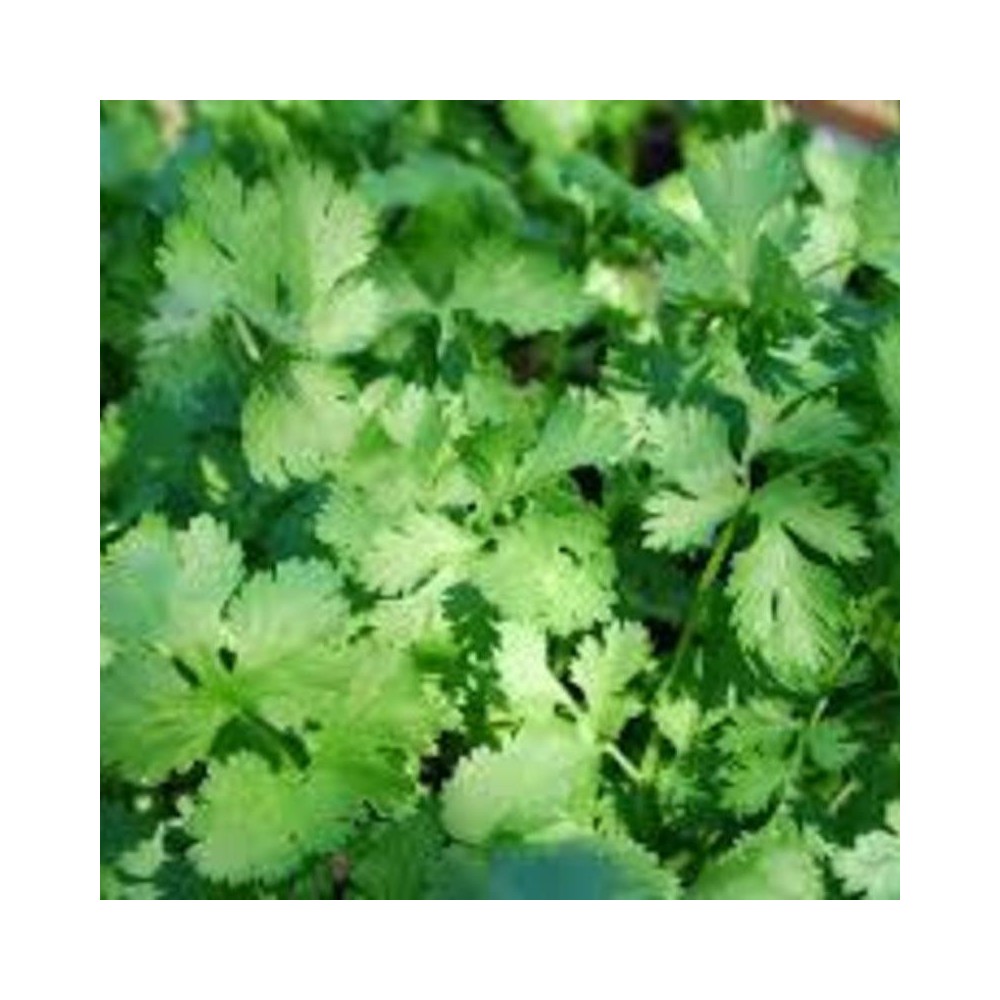 Buy Coriander ,Hara Dhaniya Hybrid Seeds Online at Lowest Price