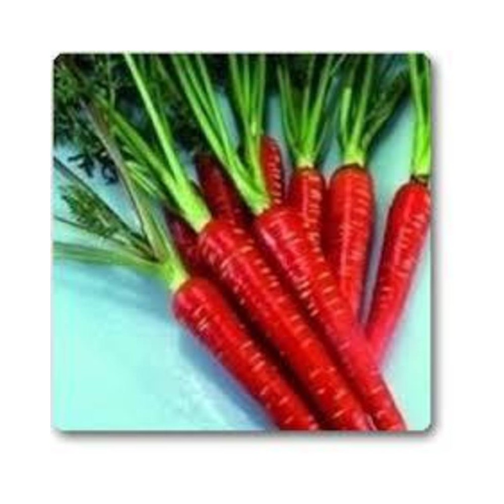 Buy Red Carrots, Gajar Hybrid Seeds Online at Lowest Price