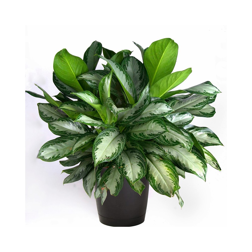 Buy Aglaonema  commutatum silver  queen  Plants Online at 