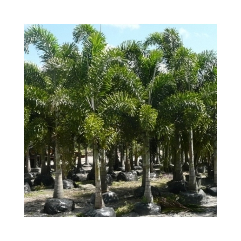 Buy Foxtail Palm Plants Online At Lowest Price