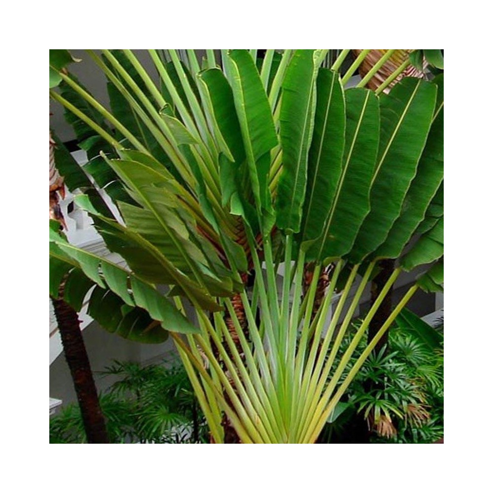 travellers palm for sale gold coast