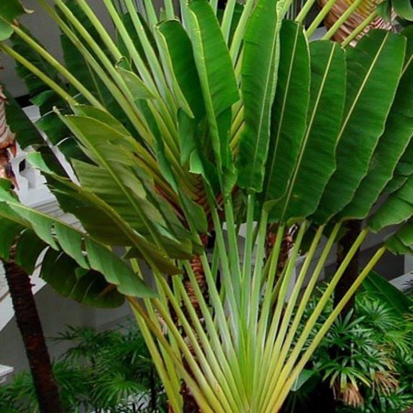 travellers palm for sale nsw