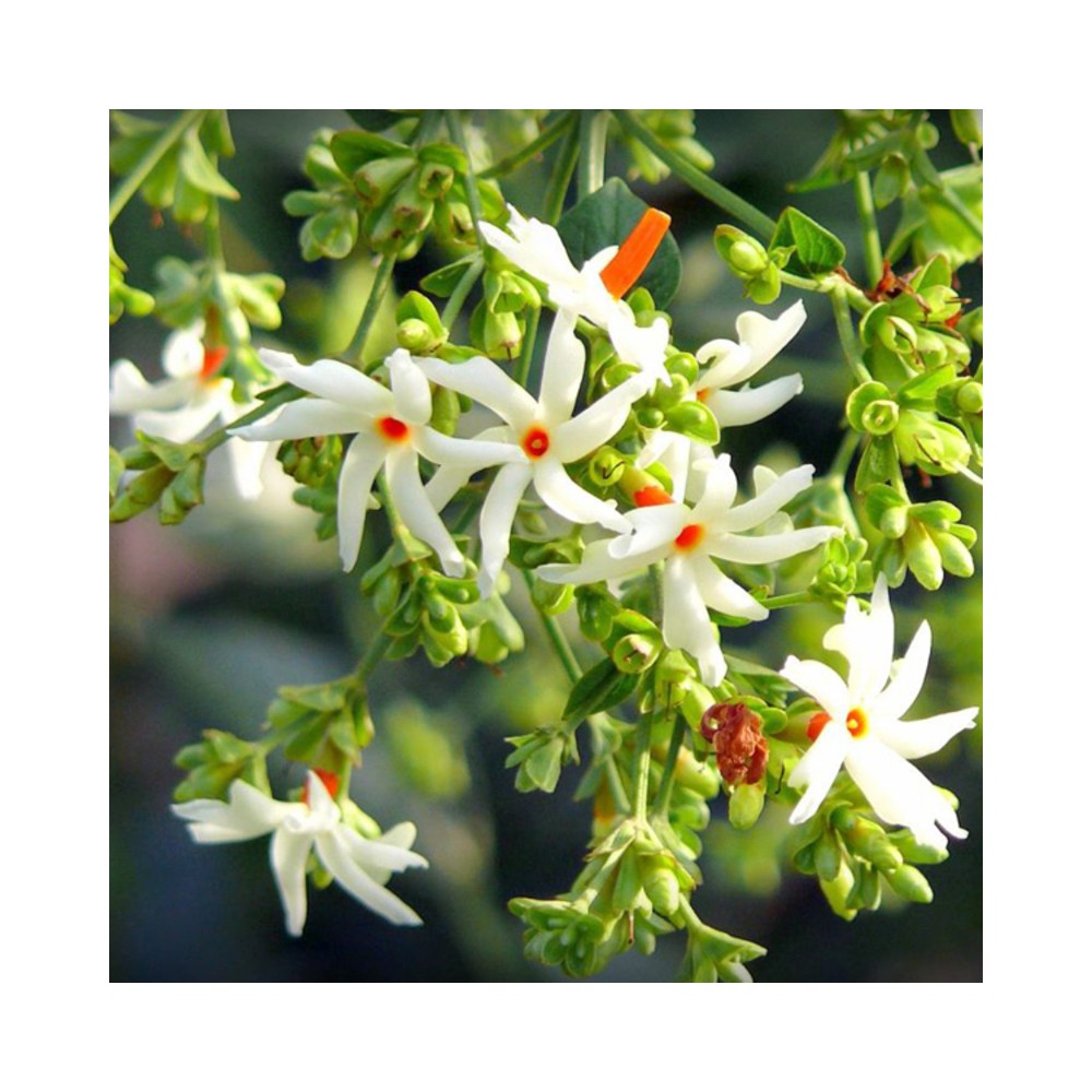 Buy Parijat Parijatak Harshringar Plants Online At Lowest Price