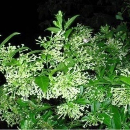 Buy Raat Ki Rani Night Blooming Plants Online at lowest price
