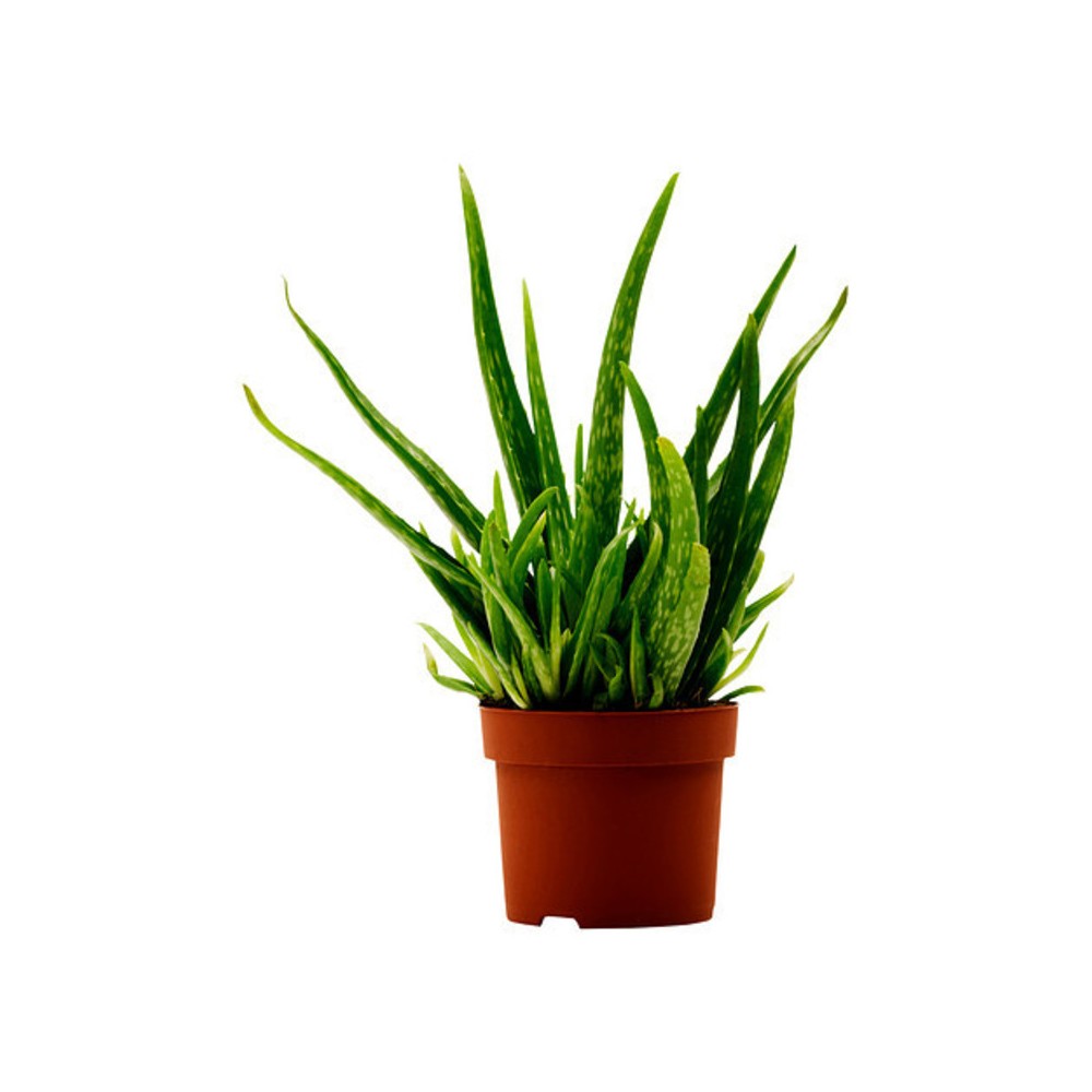 Buy Aloe Vera Arthorities Pain Relief Plants Online At Lowest Price