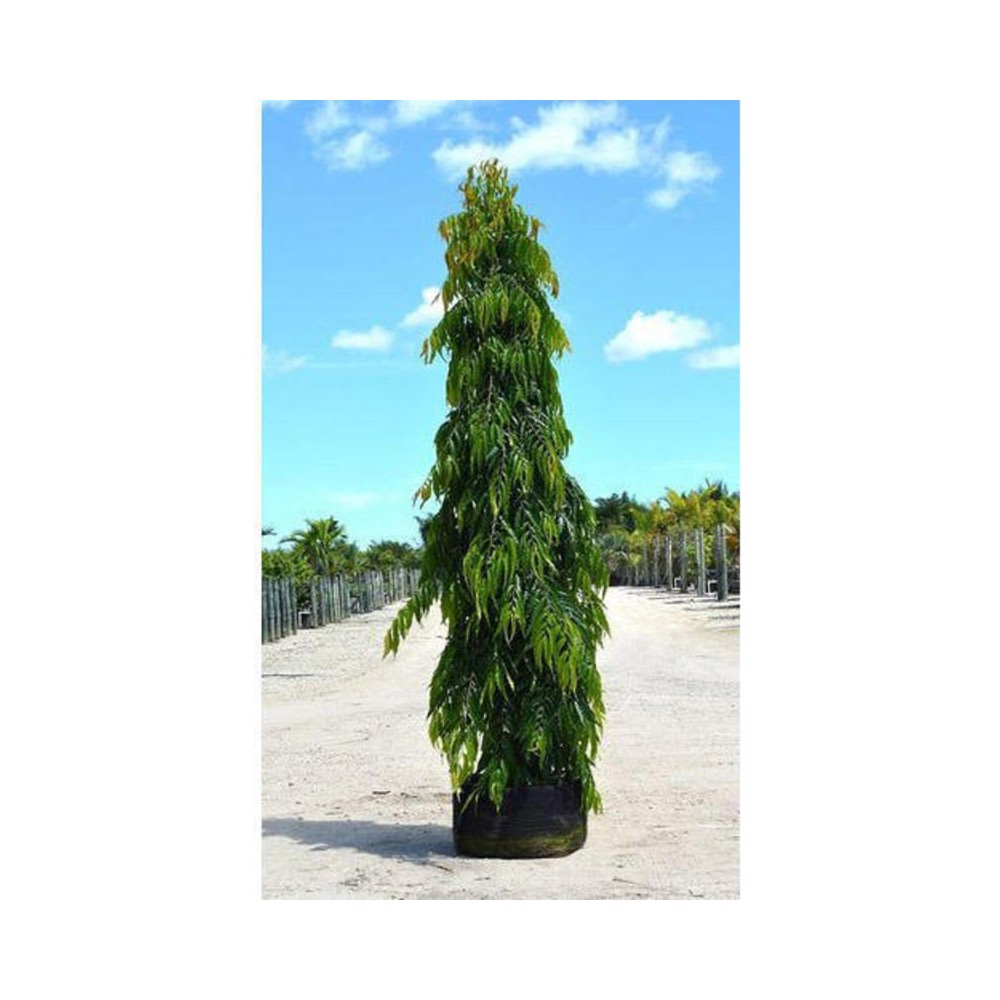 buy ashoka tree (pendula) plants online at lowest price