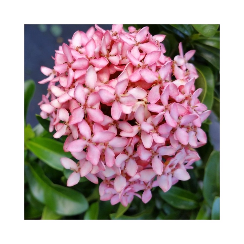 Ixora Mini Dwarf (Pink) Plant