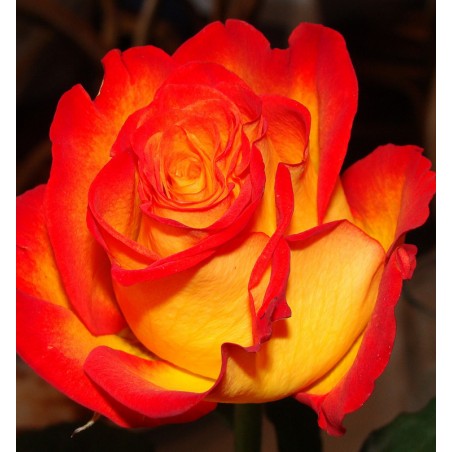 Buy Rose (Orange Yellow) Plants Online at lowest price