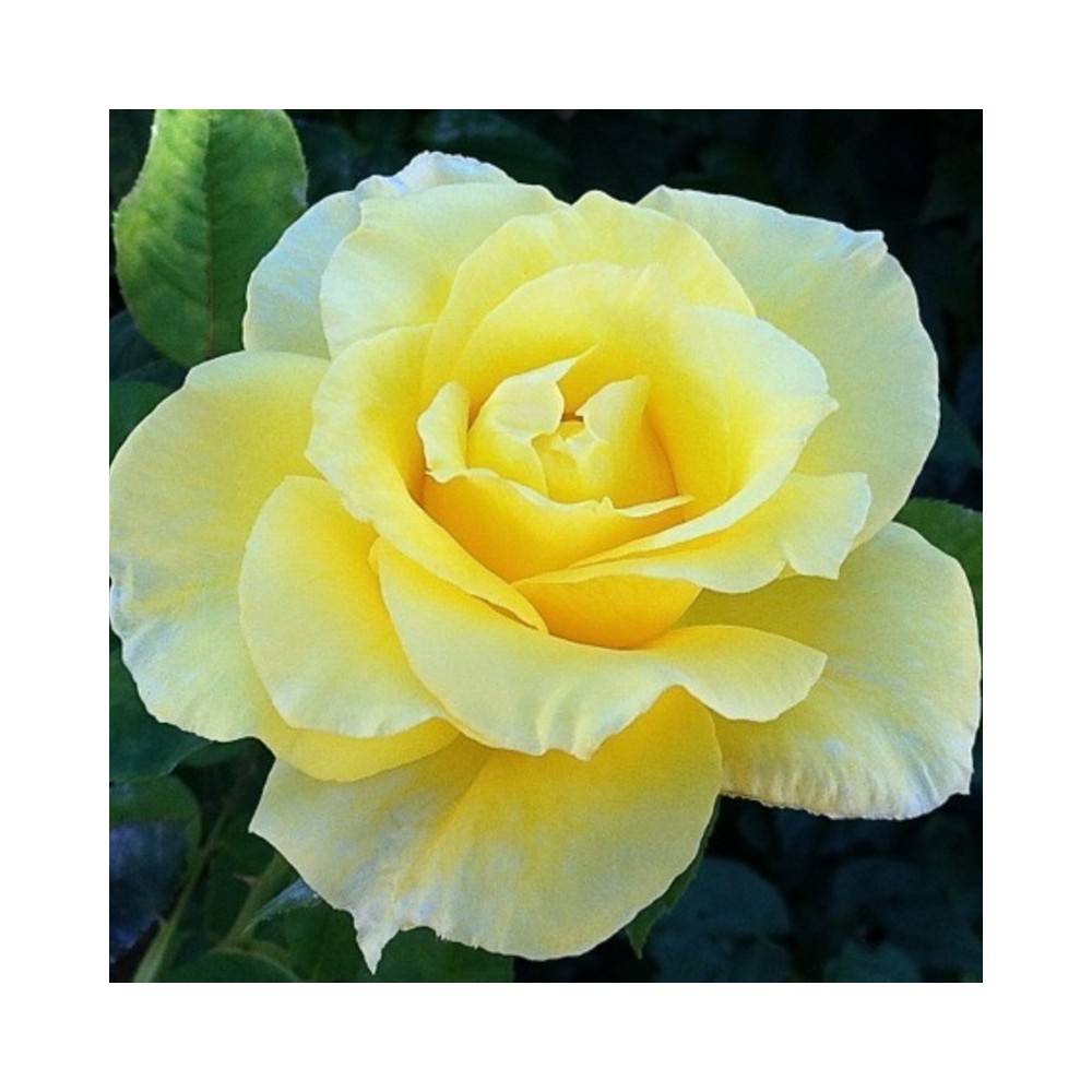 Rose Light Yellow Plant 