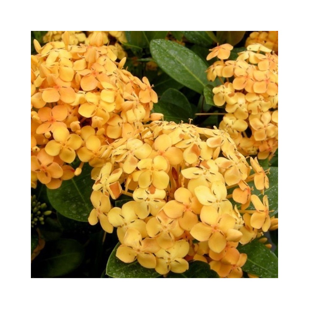 Yellow Ixora Plant | escapeauthority.com