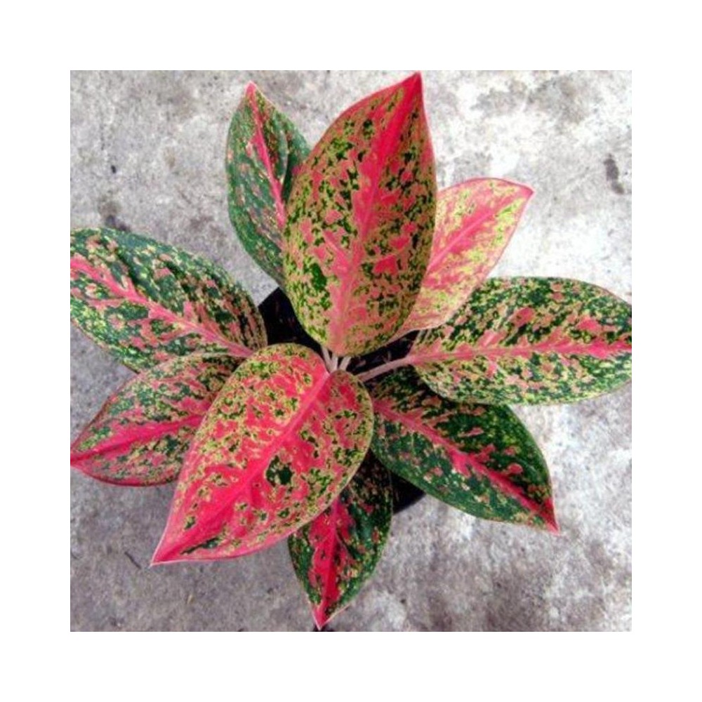 Buy Aglaonema Tiara Plants Online At Lowest Price,Accent Wall Ideas For Kitchen