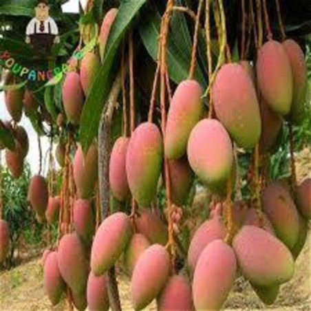 Buy Mango Ratna (Grafted) Plants Online at lowest price