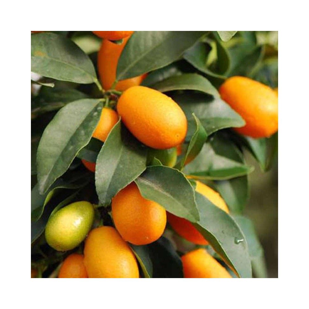 Buy Sweet Lemon Hybrid Plants Online at lowest price