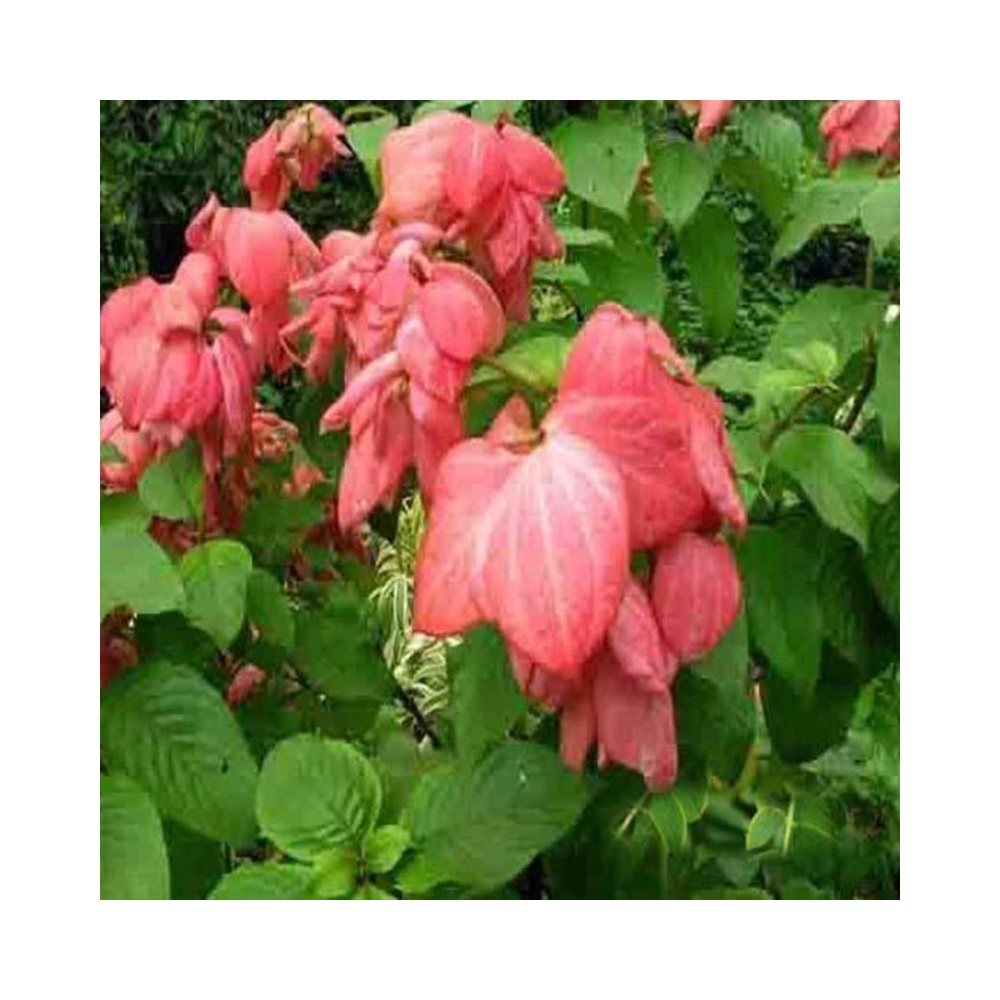Buy Mussaenda Pink Plant Online at lowest price